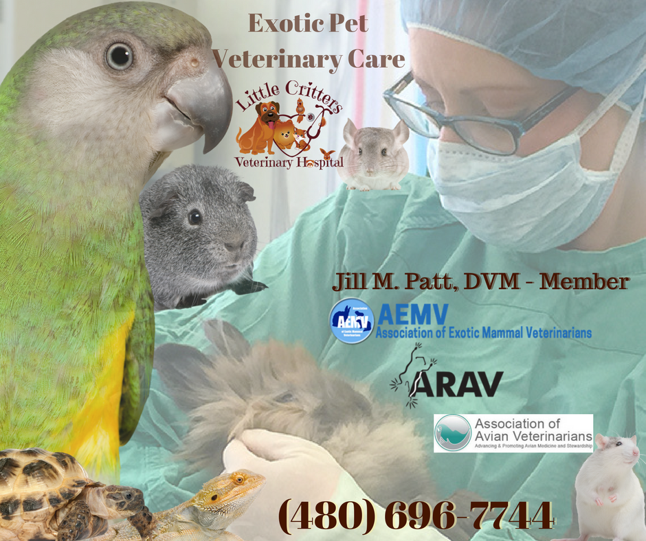 Exotic vet hot sale hospital